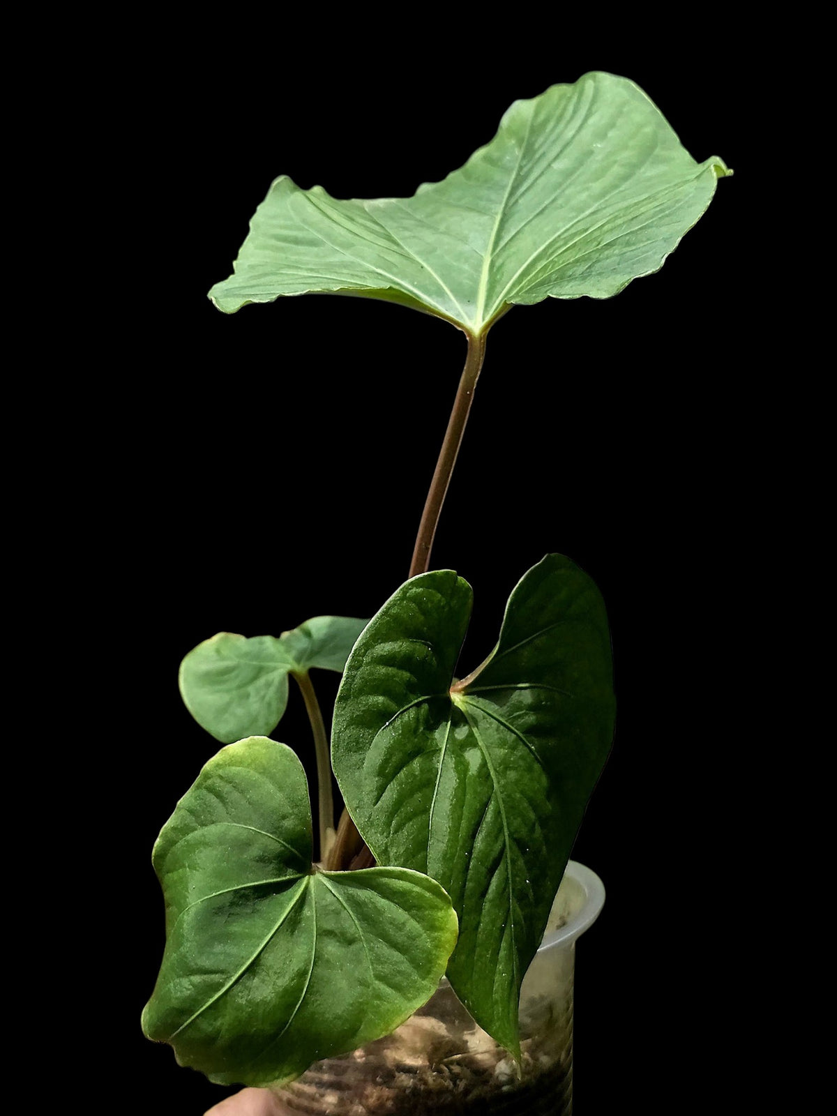Anthurium sp. 'Kunayala Glow' Native to Panama (EXACT PLANT)