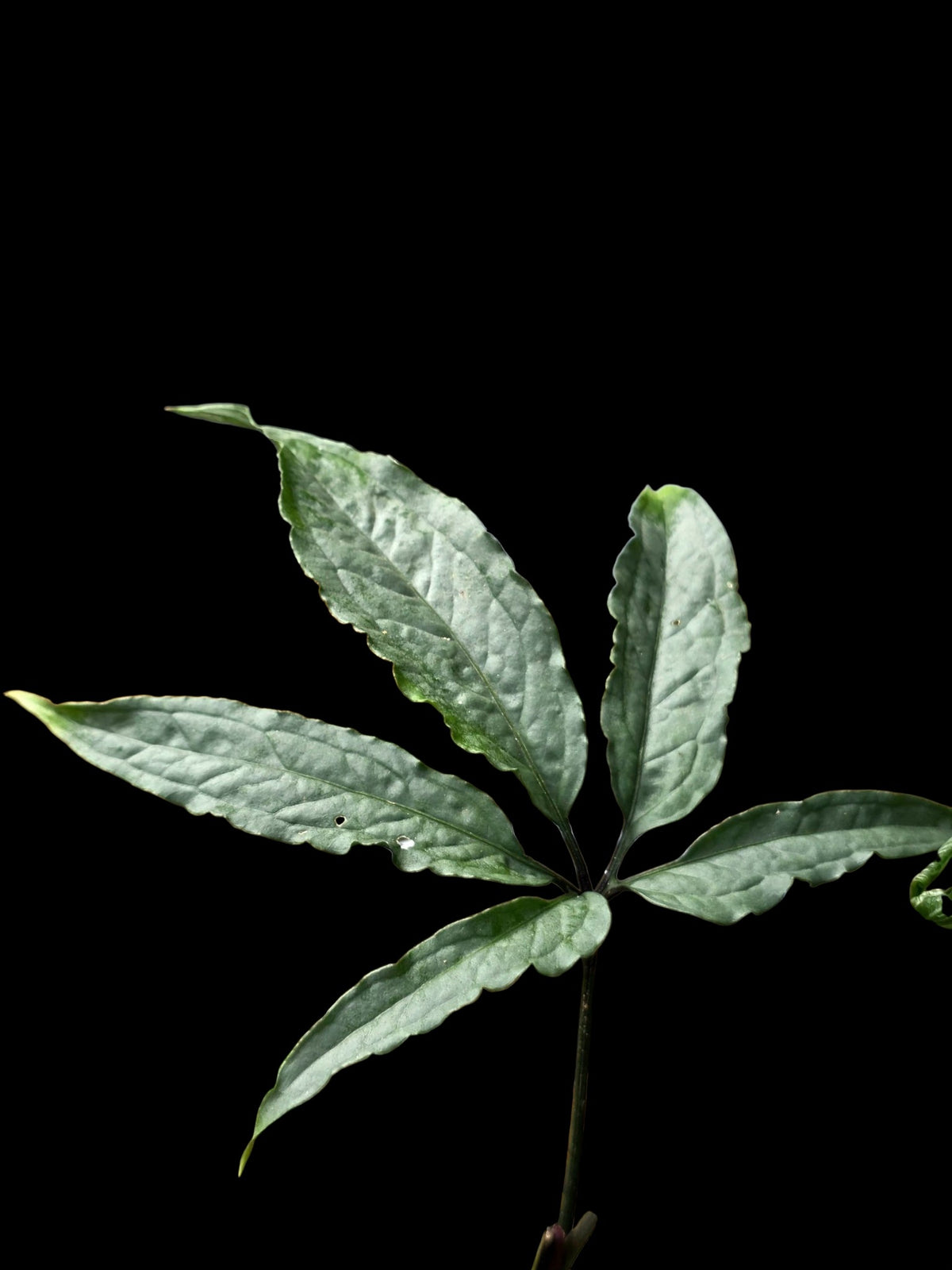 Anthurium sp. 'Abiseo Silver Fingers' (EXACT PLANT) (copia)