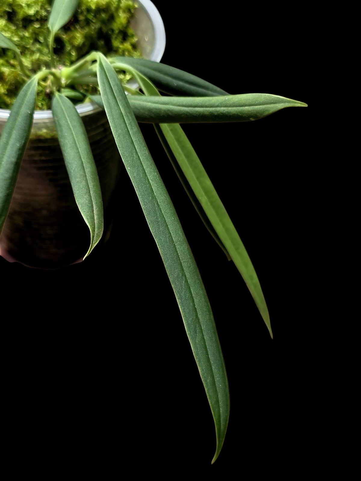 Anthurium Ceronii (EXACT PLANT)