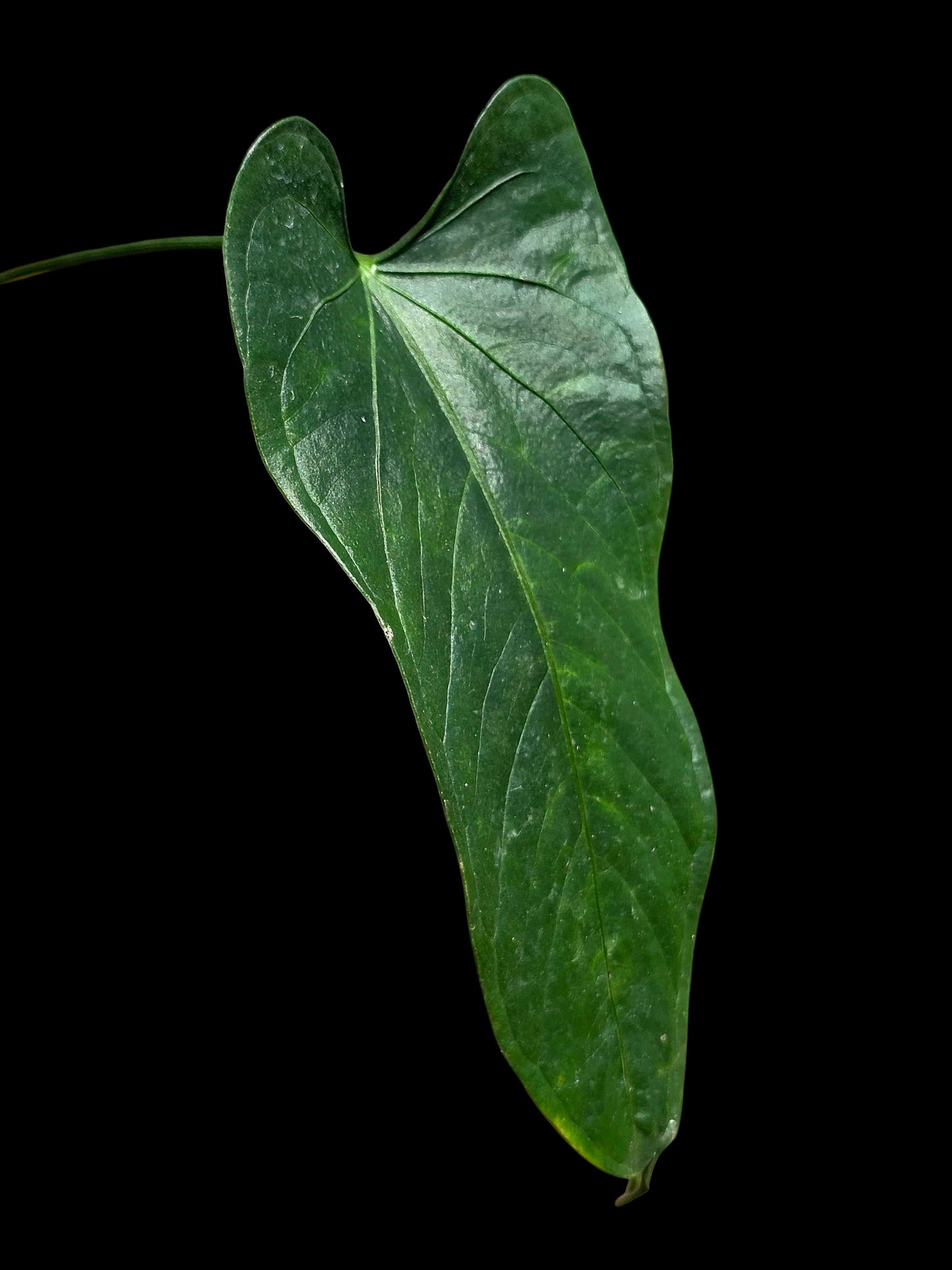 Anthurium sp. 'Cachiyacu Dark Velvet' Wild Ecotype (EXACT PLANT)