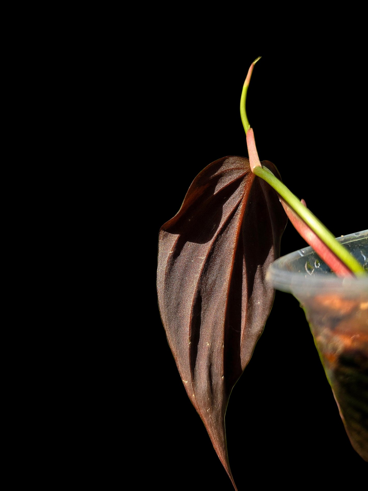 Philodendron sp. 'Peruvian Red Velvet Trilobe' (EXACT PLANT)