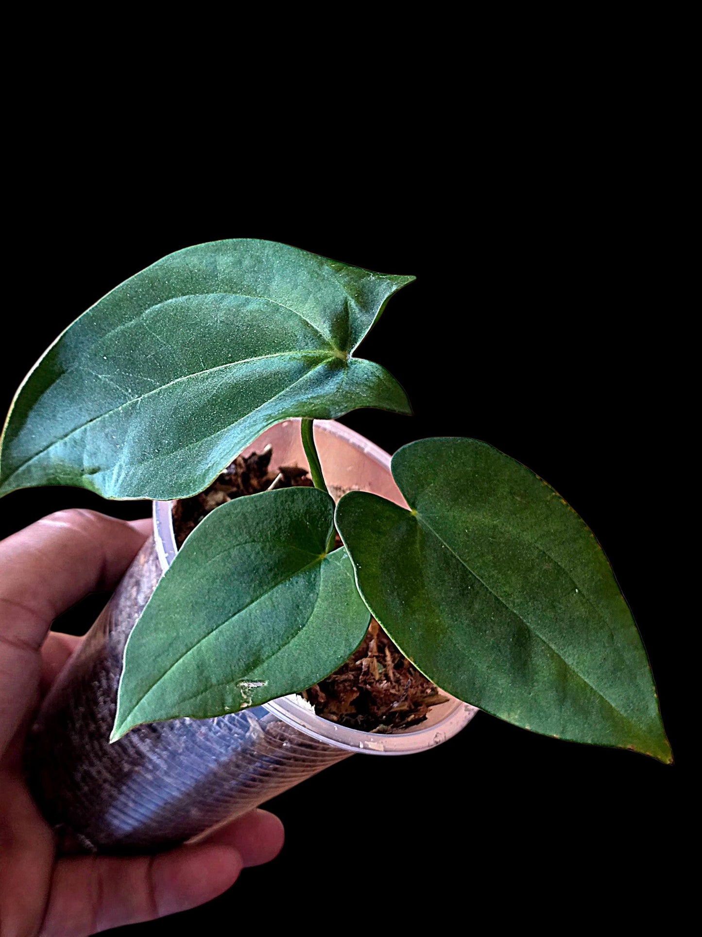 Anthurium Dressleri X Papillilaminum (EXACT PLANT)