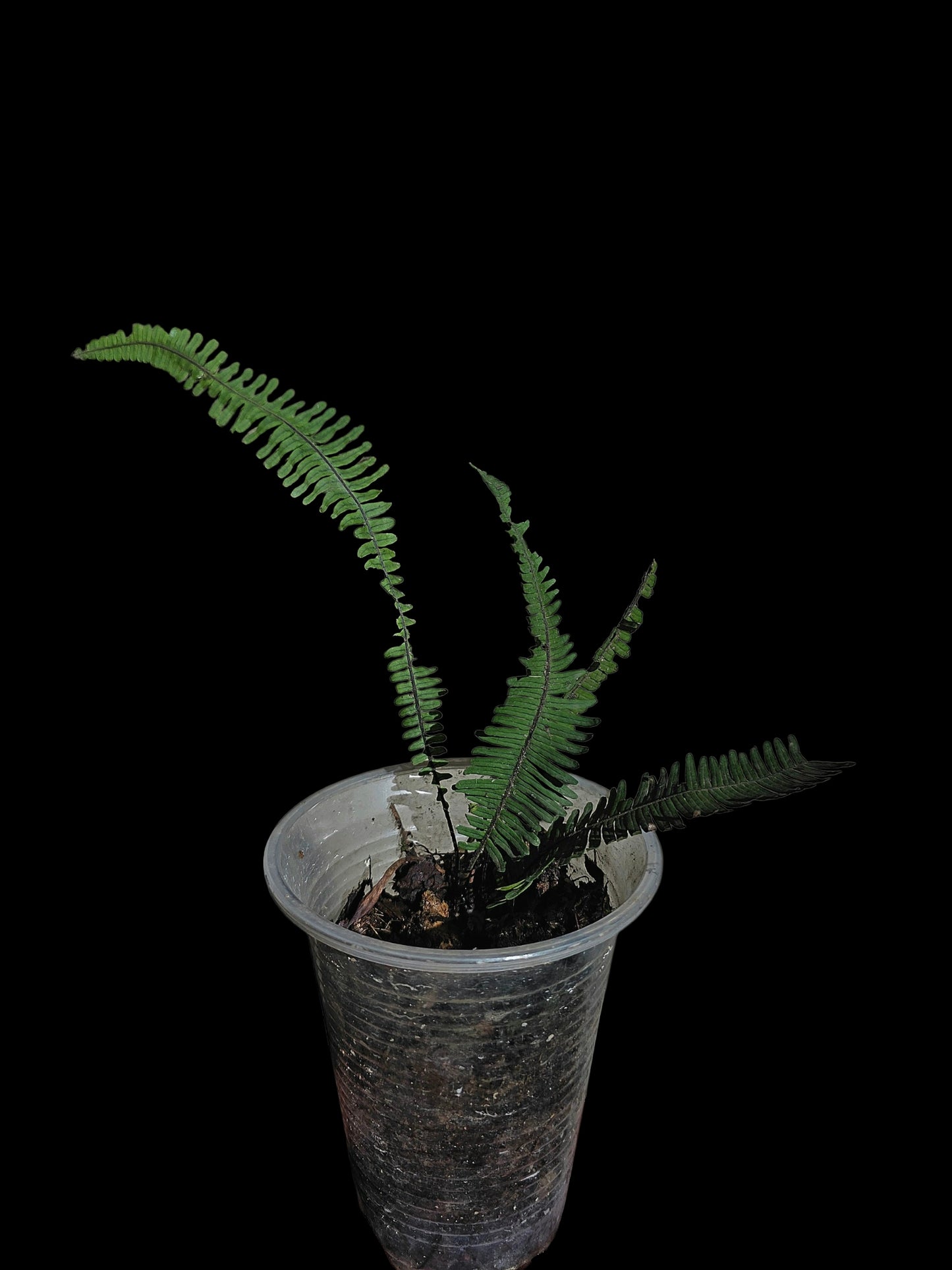 Pecluma aff. Filicula 'Tarapoto' Wild Ecotype (EXACT PLANT)
