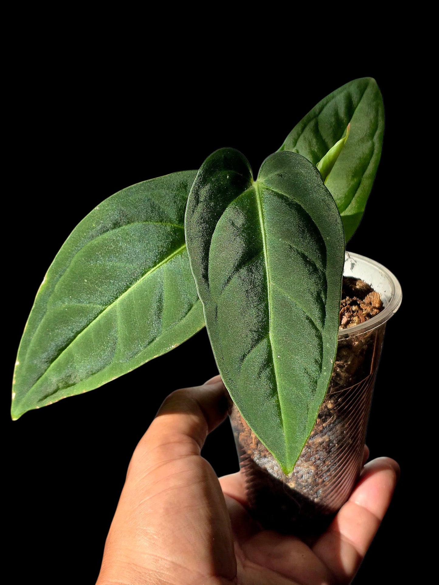 Anthurium Pulcachense Dark (EXACT PLANT)