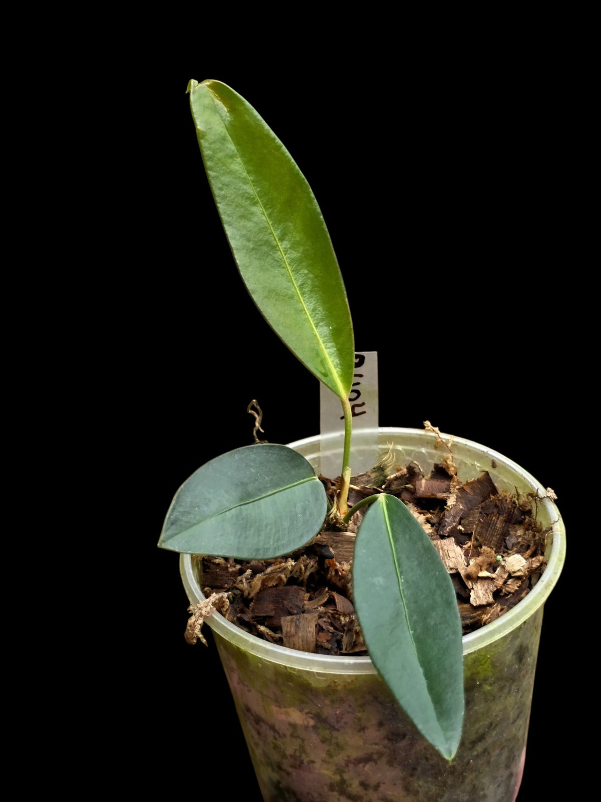Anthurium sp. 'El Pongo' (EXACT PLANT)