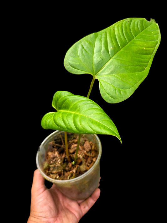 Anthurium sp. "Cachiyaquense" with 2 Leaves (EXACT PLANT)