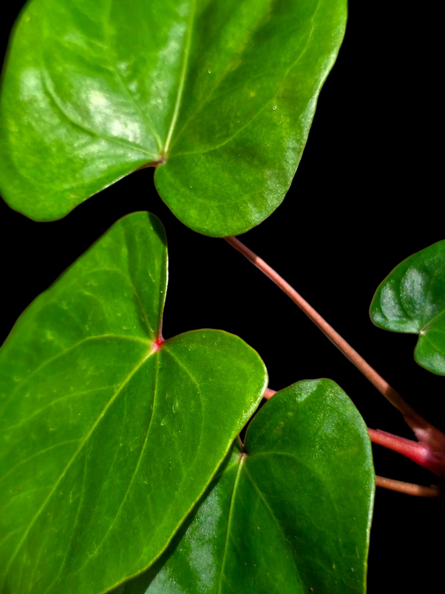 Anthurium sp. 'Amazon Red Petiole' (EXACT PLANT)