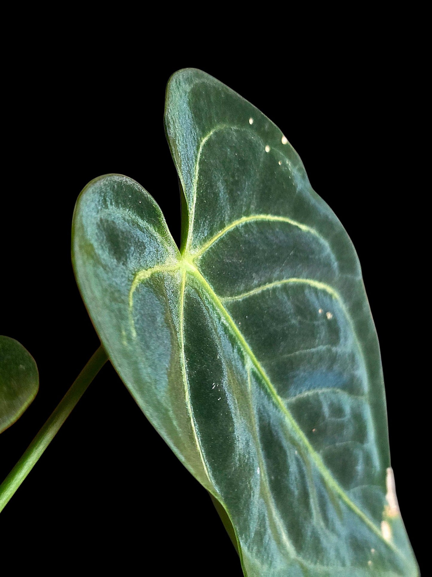 Anthurium Regale 'Blue Velvet' (EXACT PLANT)