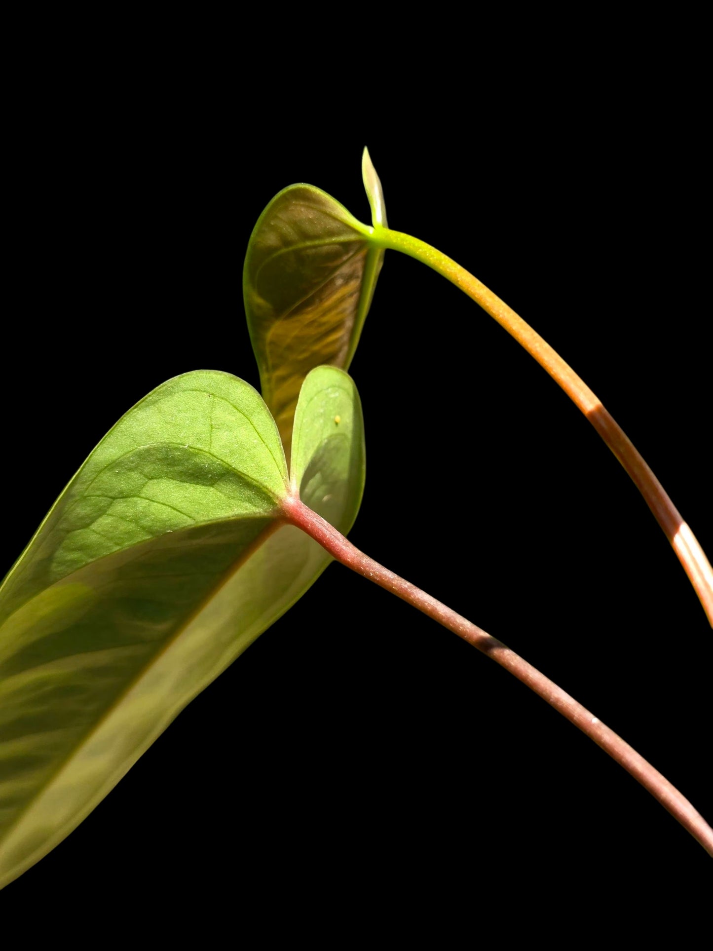 Anthurium Flavolineatum Wild Ecotype (EXACT PLANT)