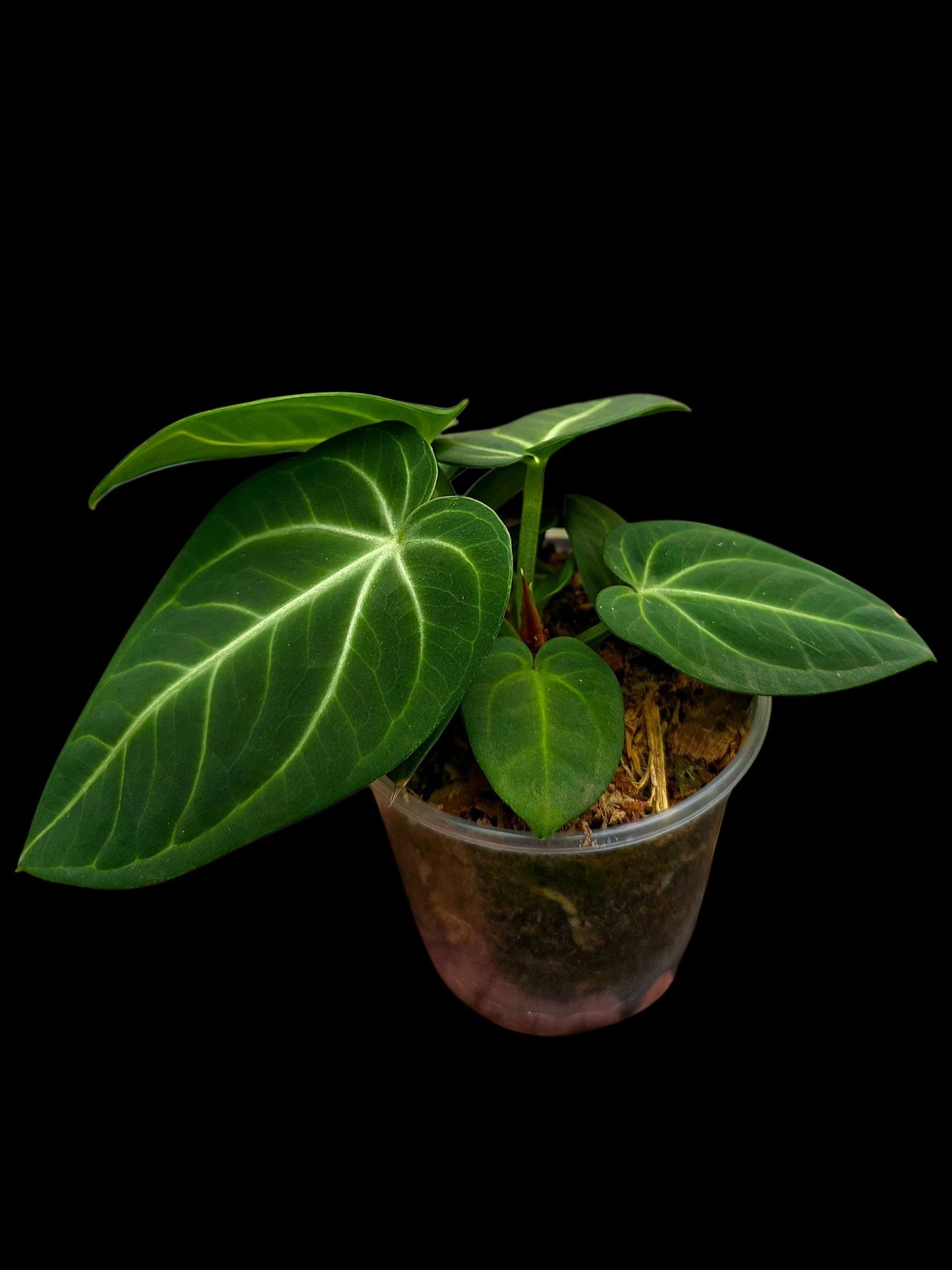 Anthurium Villenaorum with 9 Leaves (EXACT PLANT)
