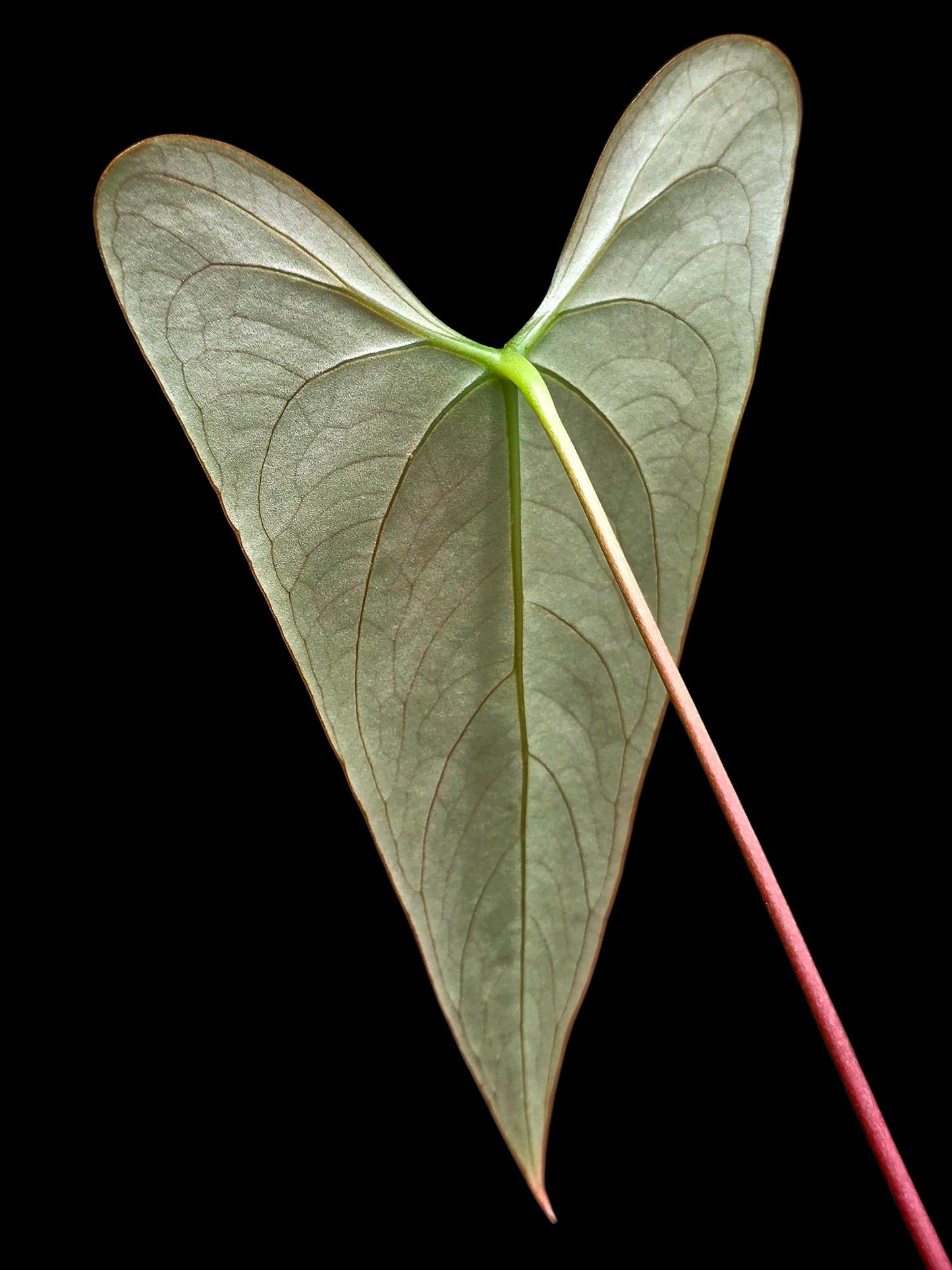 Anthurium sp. 'Shapaja Silver' Wild Ecotype (EXACT PLANT)