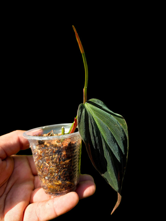 Philodendron sp. 'Peruvian Red Velvet Trilobe' (EXACT PLANT)