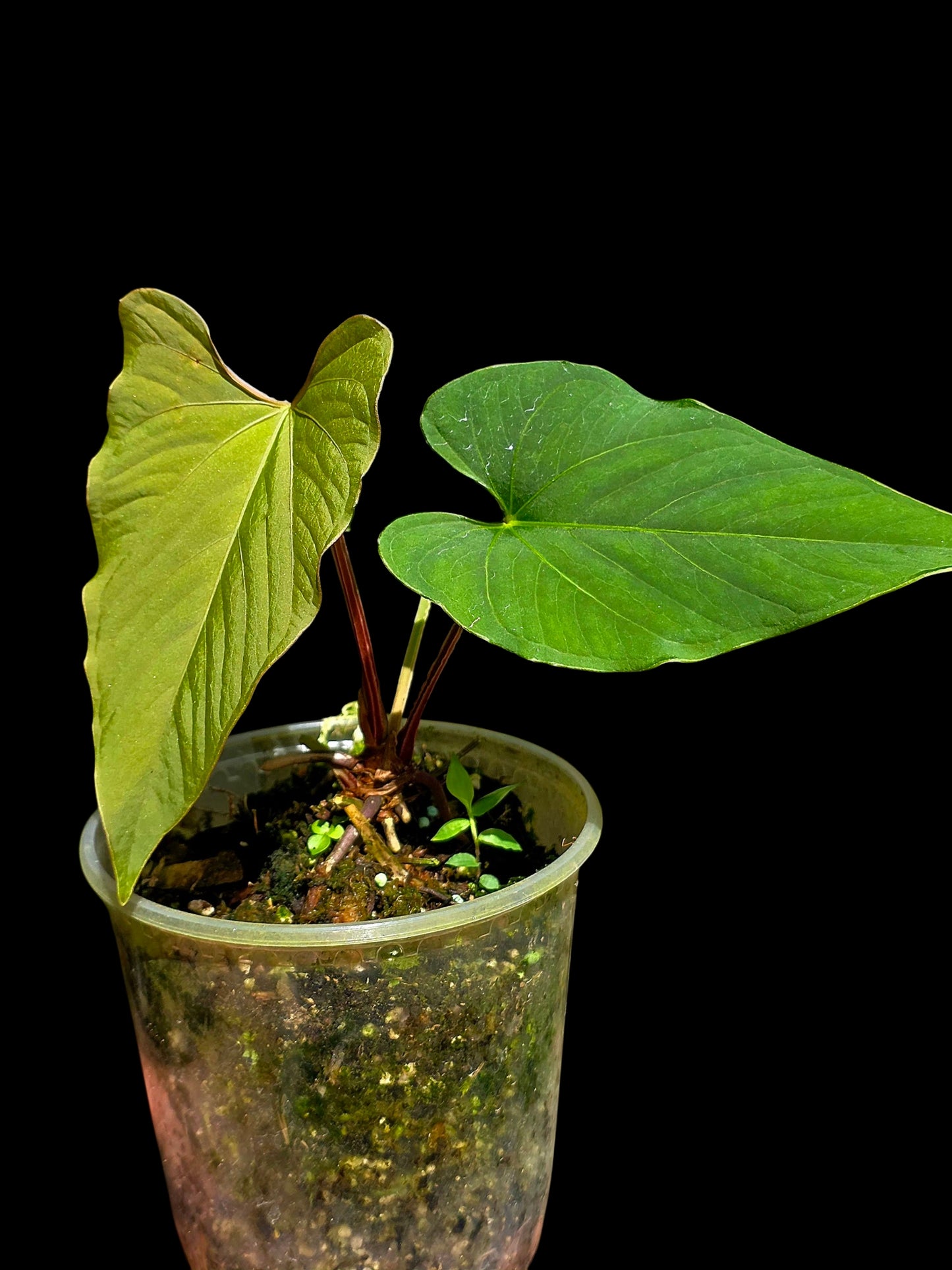 Anthurium sp. 'Kunayala Glow' Native to Panama (EXACT PLANT)