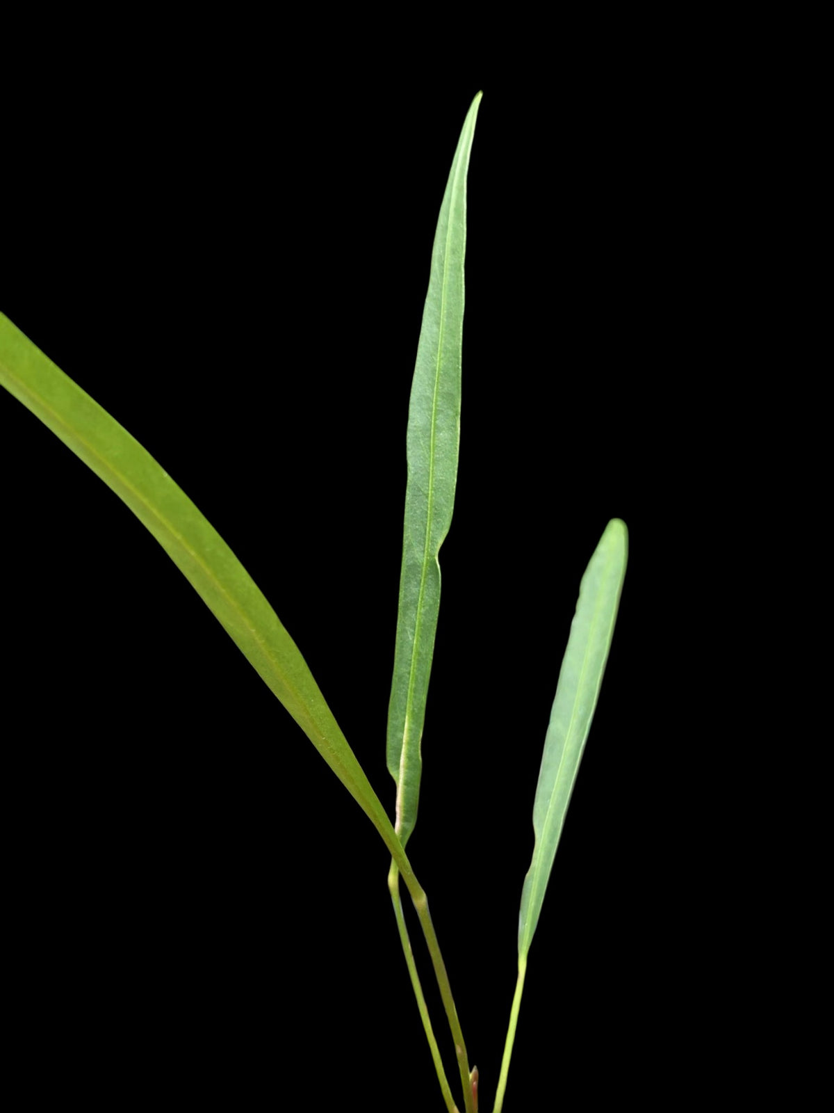 Anthurium friedrichsthalii (EXACT PLANT)