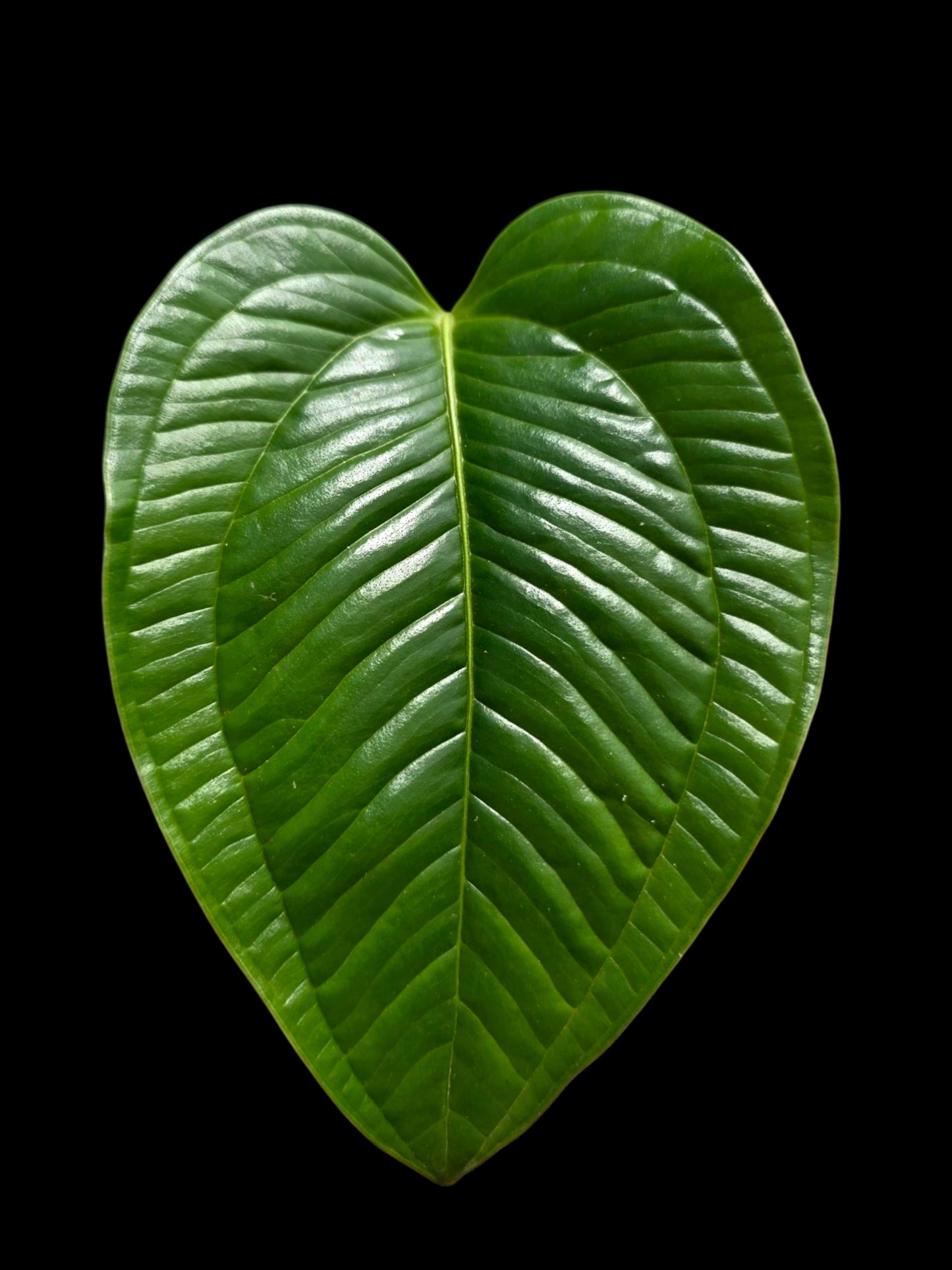 Anthurium Garskinii Croat (EXACT PLANT)
