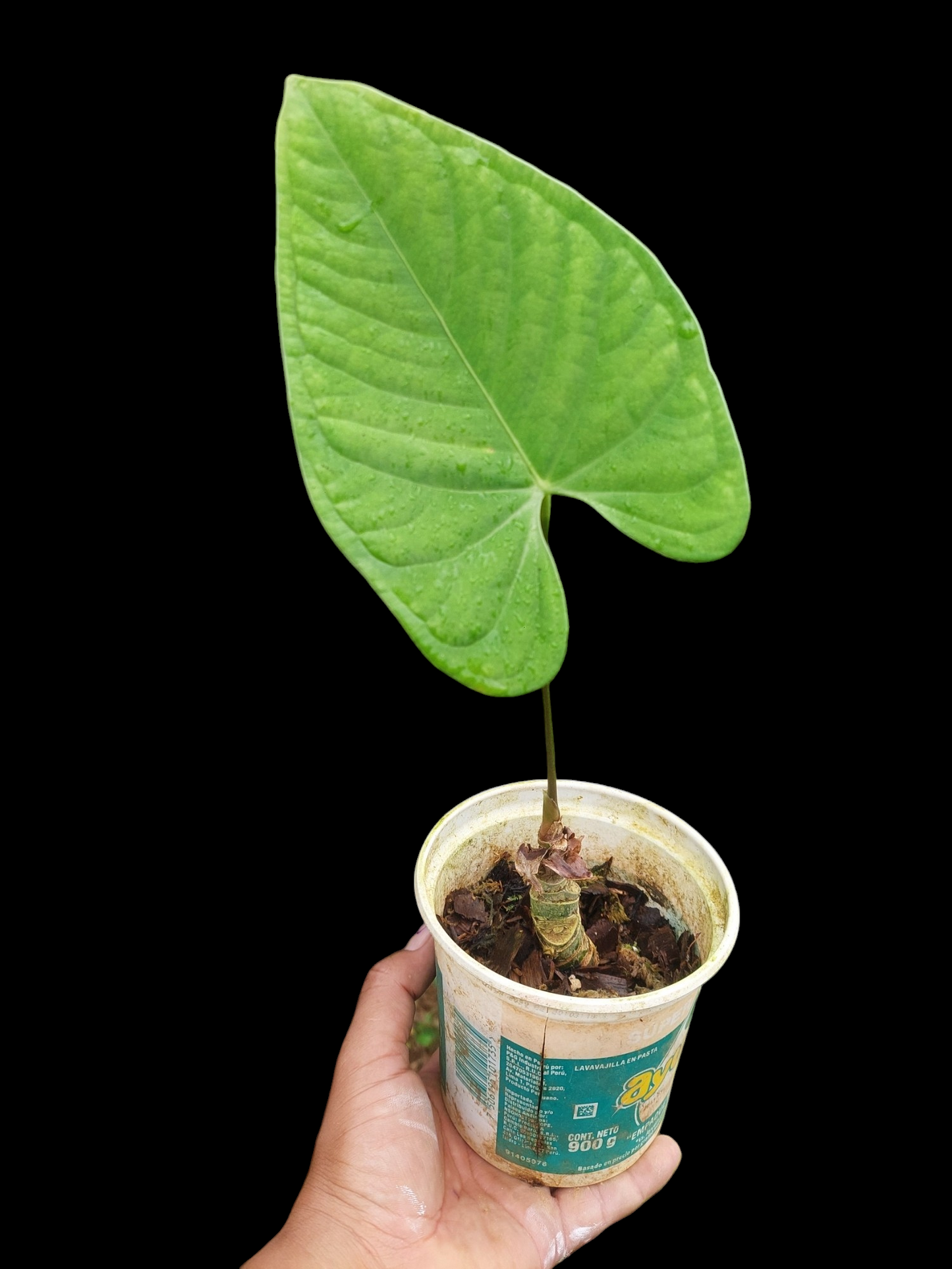 Anthurium sp. "Tarapoto Velvet" Wild Ecotype (EXACT PLANT)