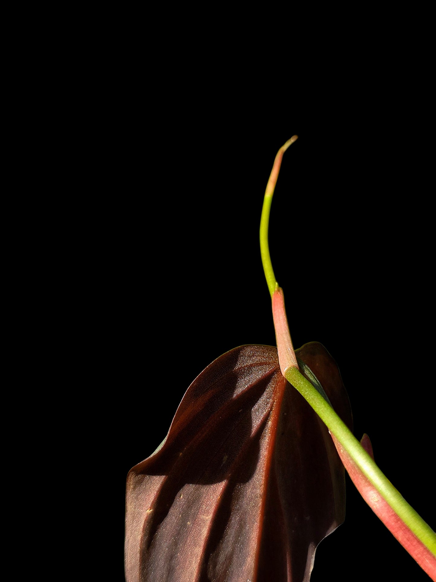 Philodendron sp. 'Peruvian Red Velvet Trilobe' (EXACT PLANT)