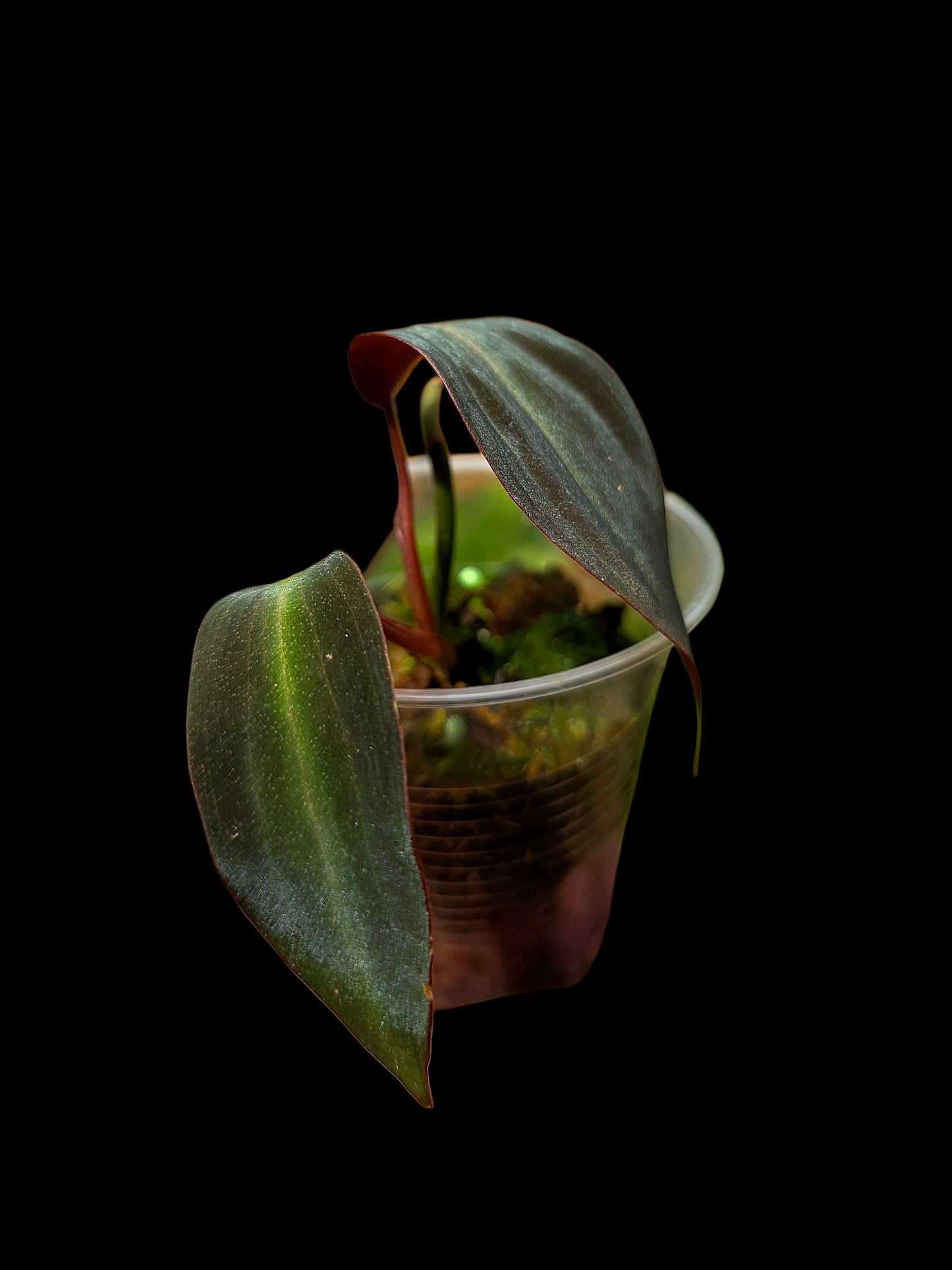 Philodendron sp. 'Peruvian Red Velvet Trilobe' (EXACT PLANT)