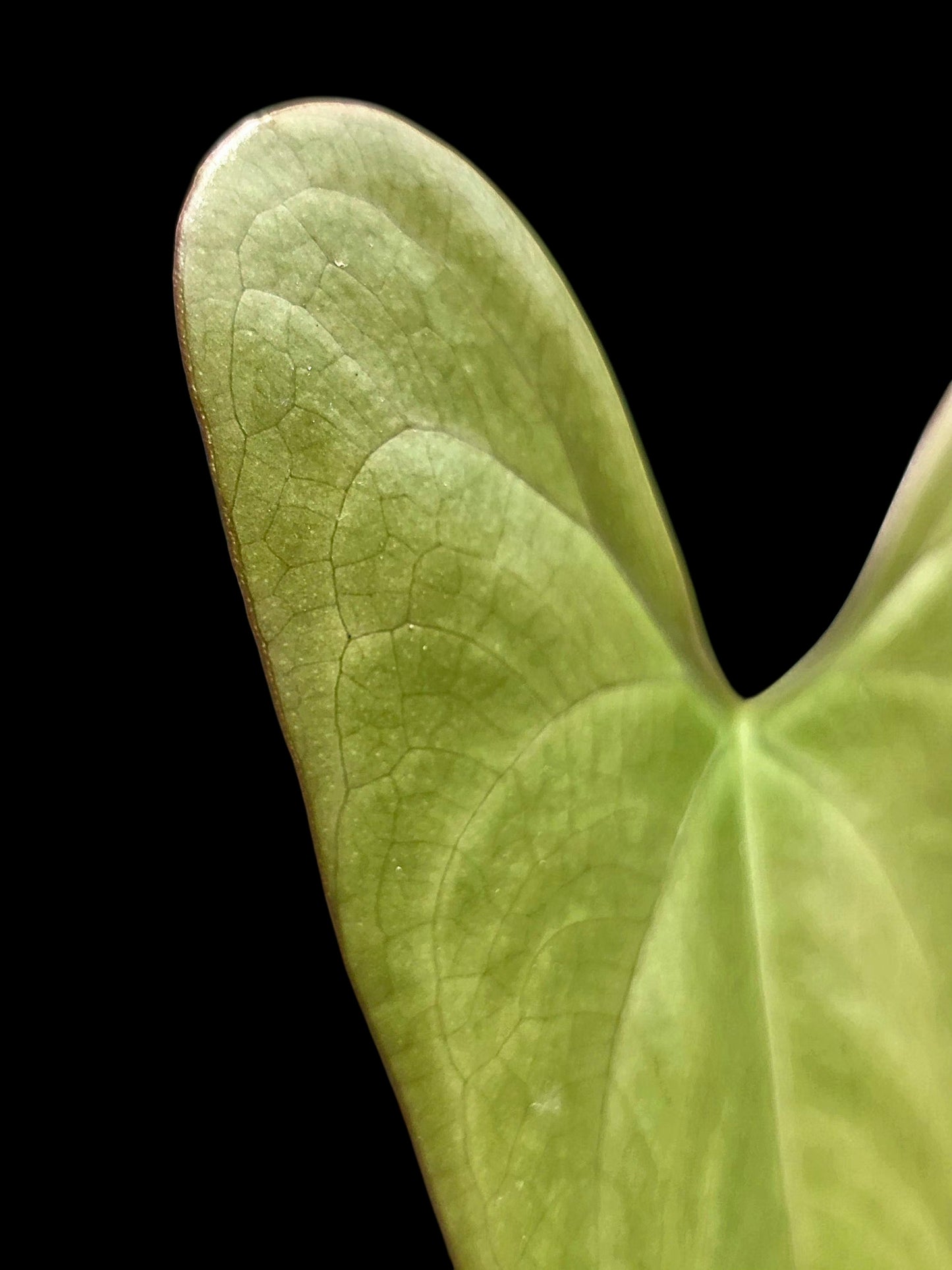 Anthurium sp. 'Shapaja Silver' Wild Ecotype (EXACT PLANT)