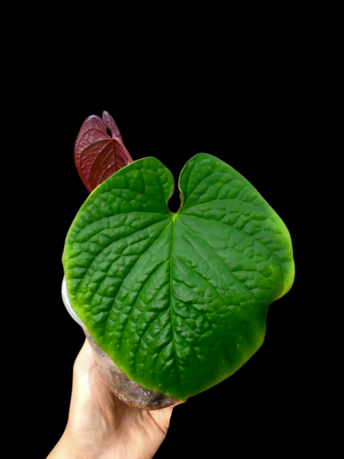 (Copia) Anthurium Sp. 'Purple' with 2 Leaves (EXACT PLANT)