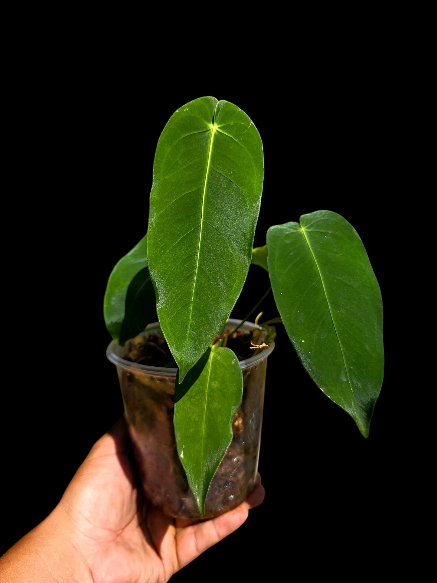 Anthurium Queremalense (EXACT PLANT)