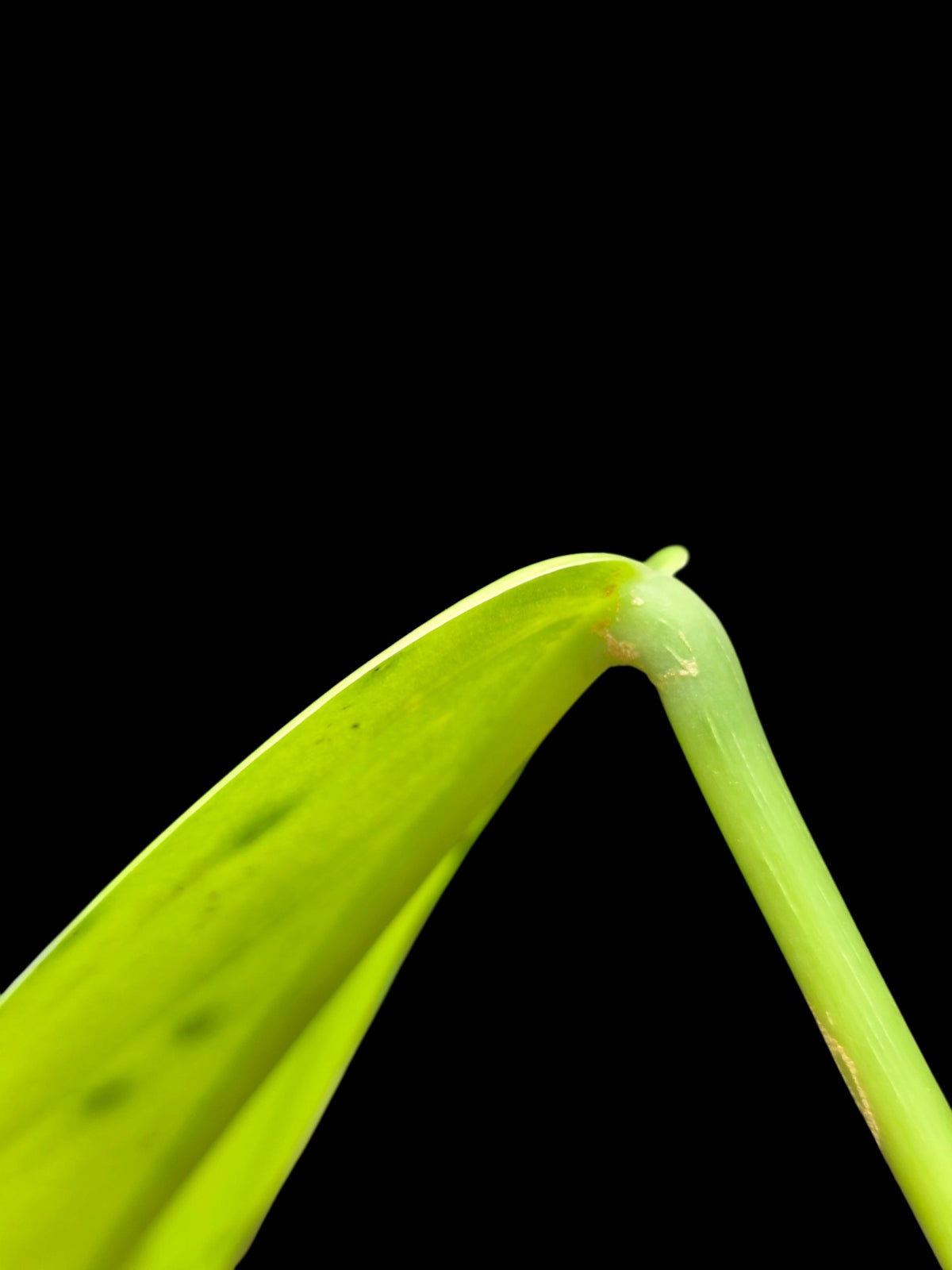 Philodendron sp. 'tenuifolium' (EXACT PLANT)