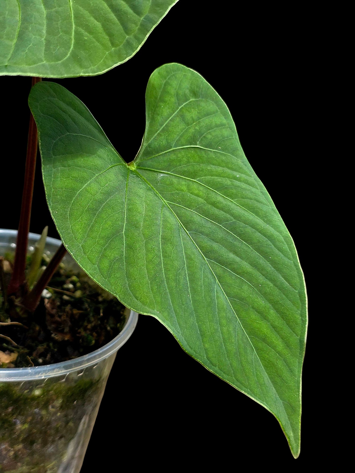 Anthurium sp. "Kunayala Glow" with 2 Leaves (EXACT PLANT)