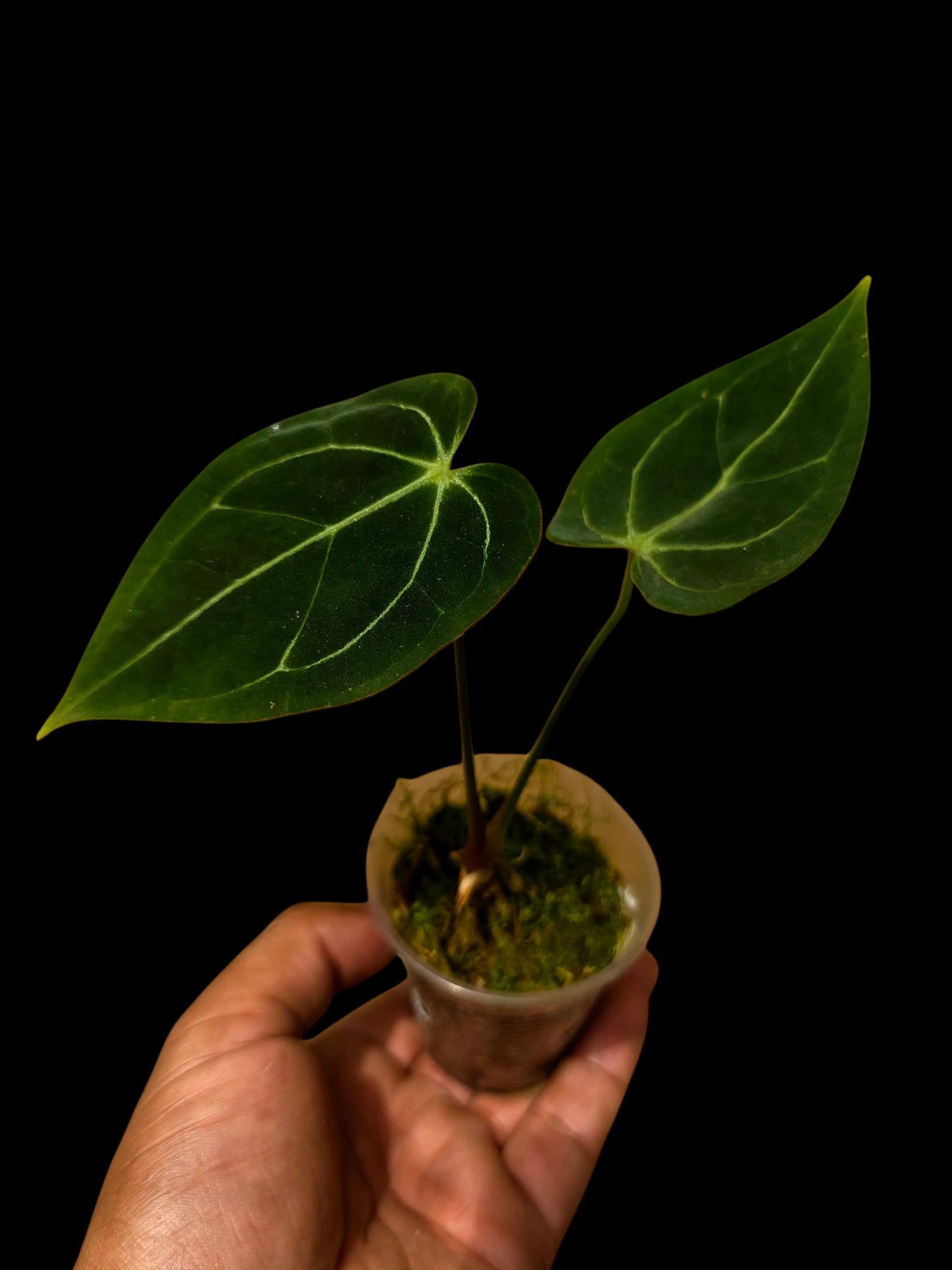 Anthurium Regale X Magnificum (EXACT PLANT)