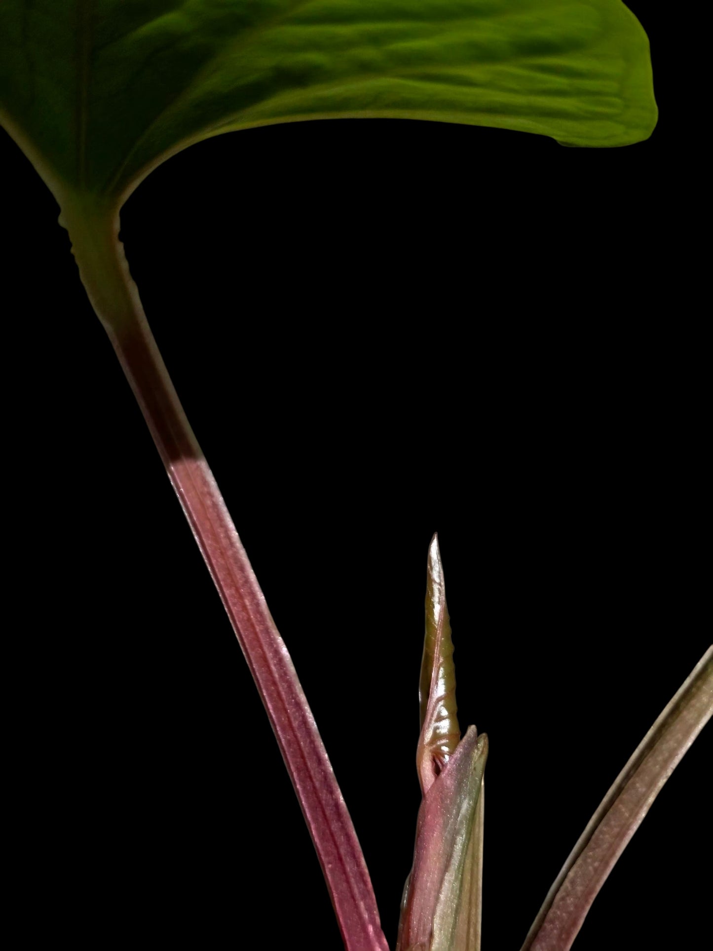 Anthurium sp. 'Kunayala Glow' Native to Panama (EXACT PLANT)