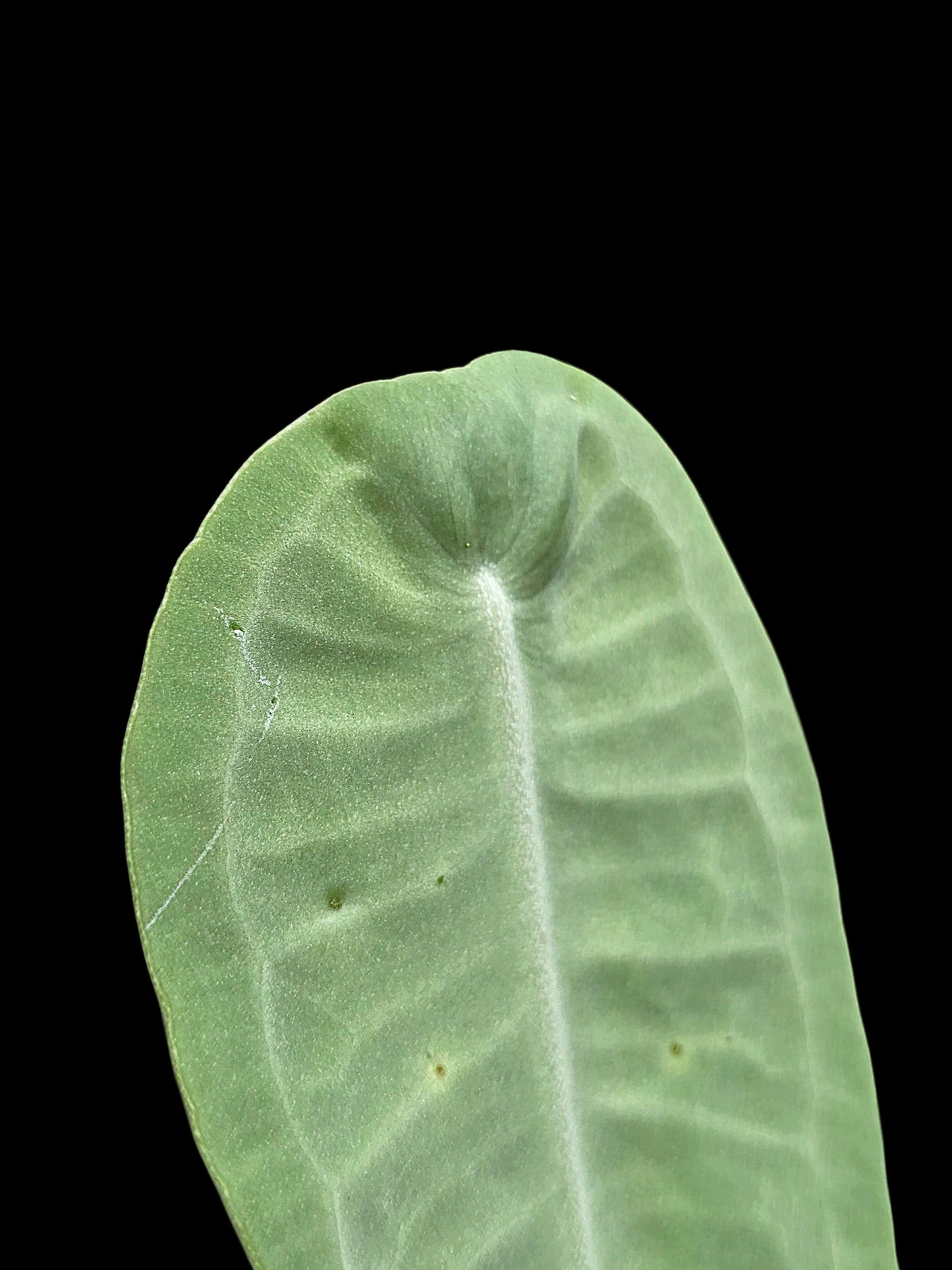 Anthurium sp. 'Little Ghost' Wild Ecotype with (EXACT PLANT)
