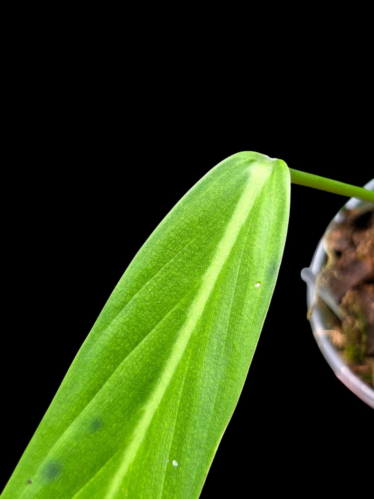 Philodendron sp. 'tenuifolium' (EXACT PLANT)