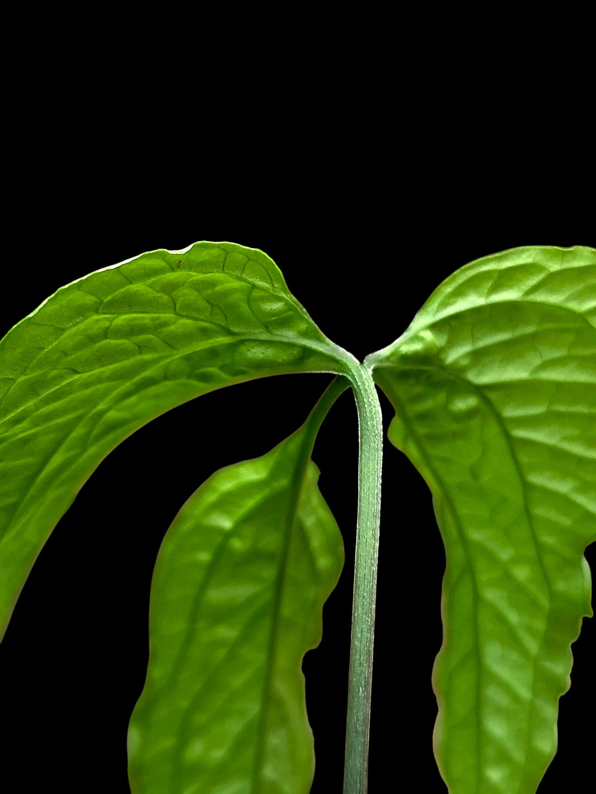 Anthurium sp. 'Abiseo Silver Fingers' (EXACT PLANT)