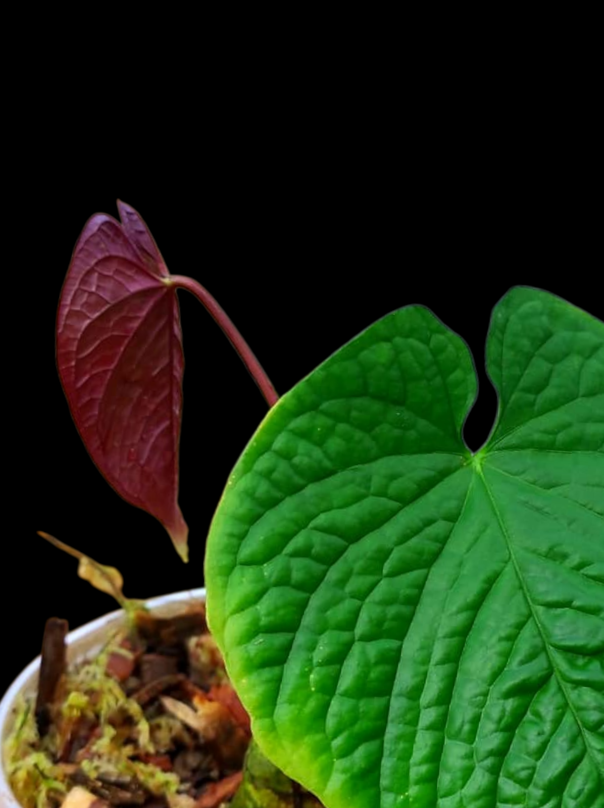 (Copia) Anthurium Sp. 'Purple' with 2 Leaves (EXACT PLANT)