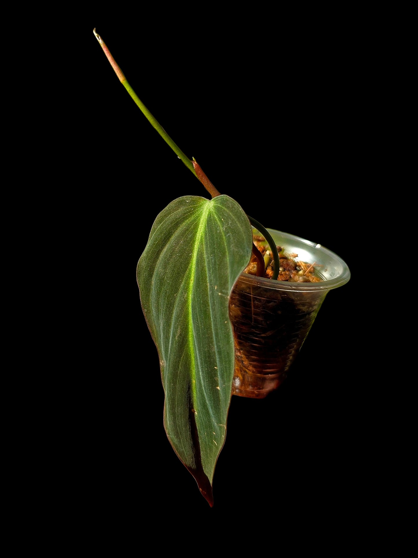 Philodendron sp. 'Peruvian Red Velvet Trilobe' (EXACT PLANT)