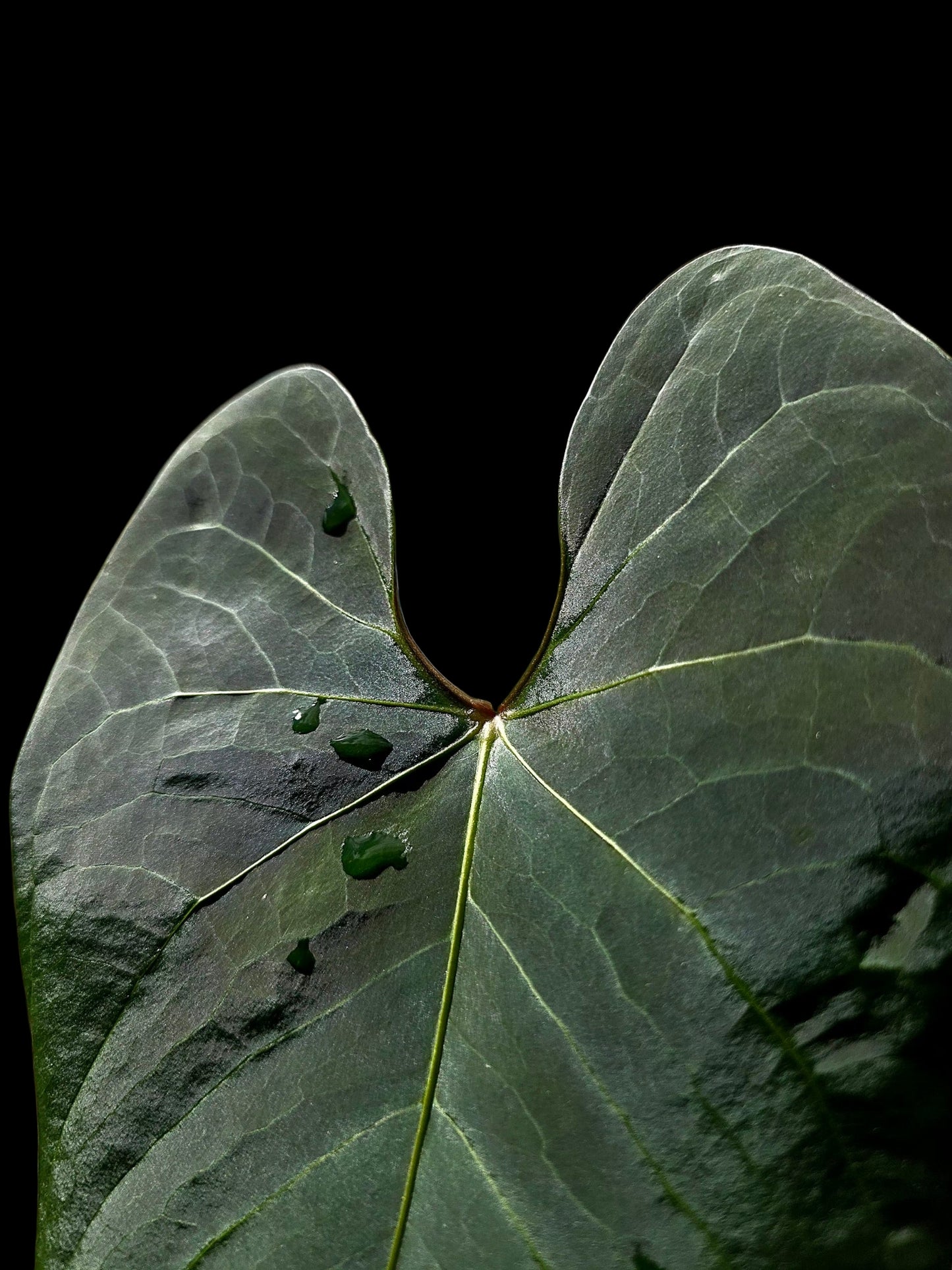 Anthurium sp. 'Huanuco Dark Velvet' Wild Ecotype (EXACT PLANT)