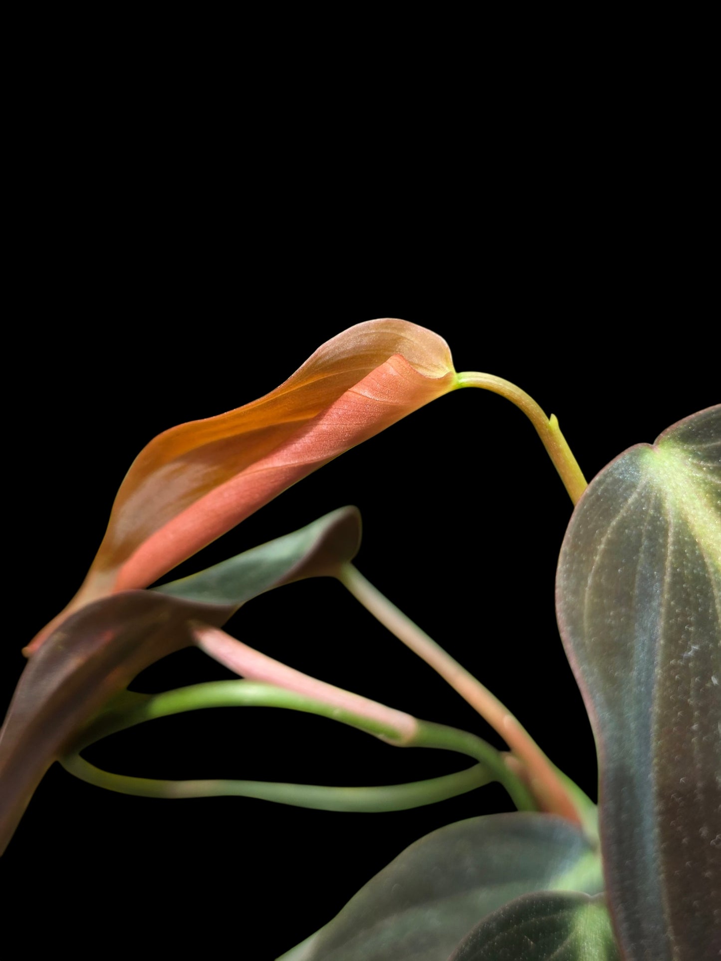 Philodendron sp. 'Peruvian Red Velvet Trilobe' (EXACT PLANT)