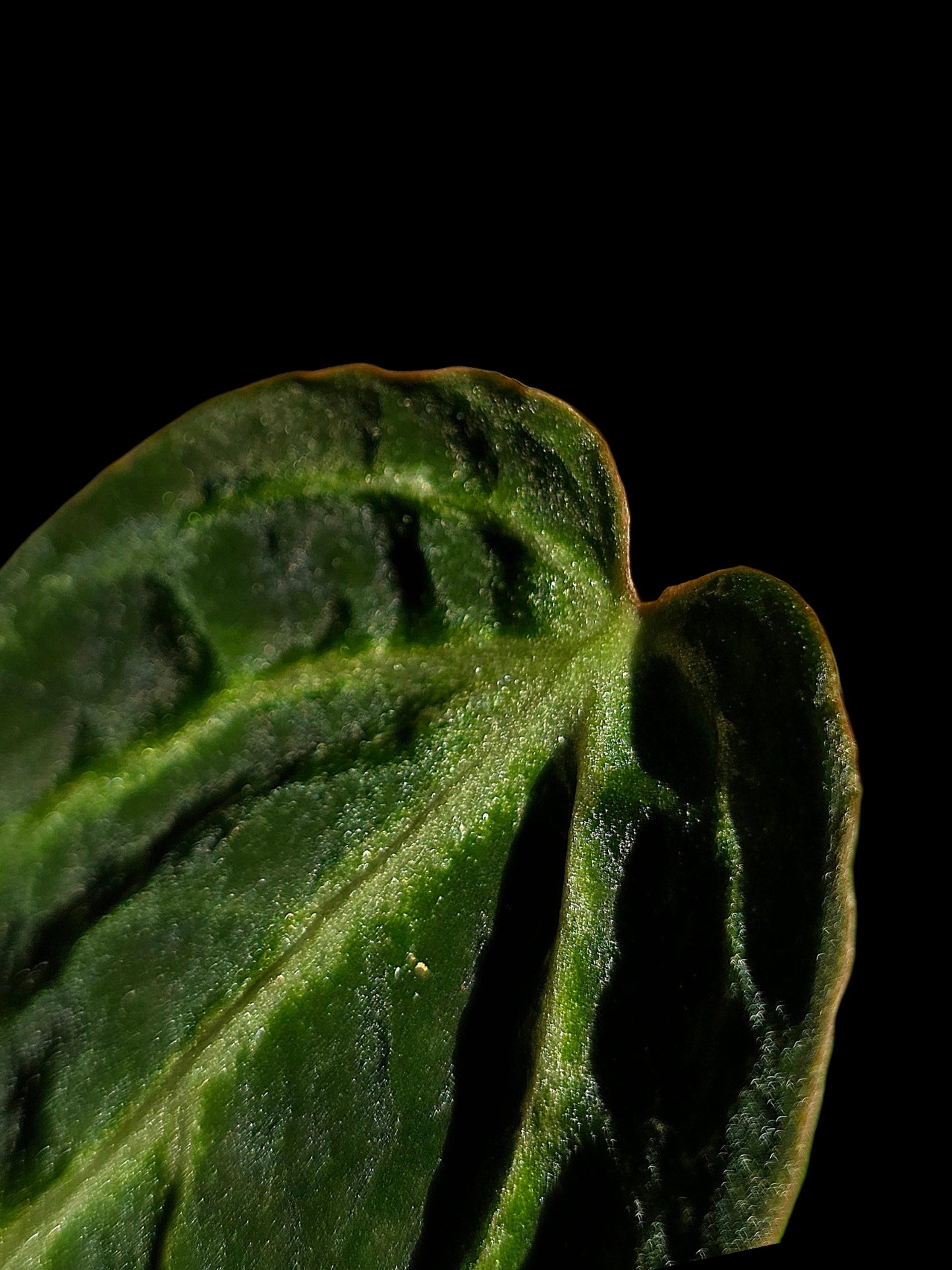 Anthurium sp. 'Amazon Monster Veins' Wild Ecotype (EXACT PLANT)
