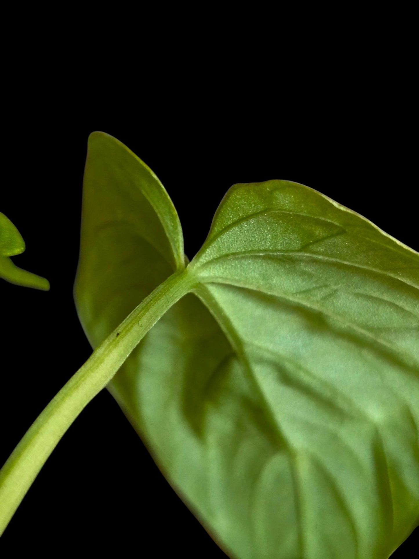 Anthurium Debilis  (EXACT PLANT)