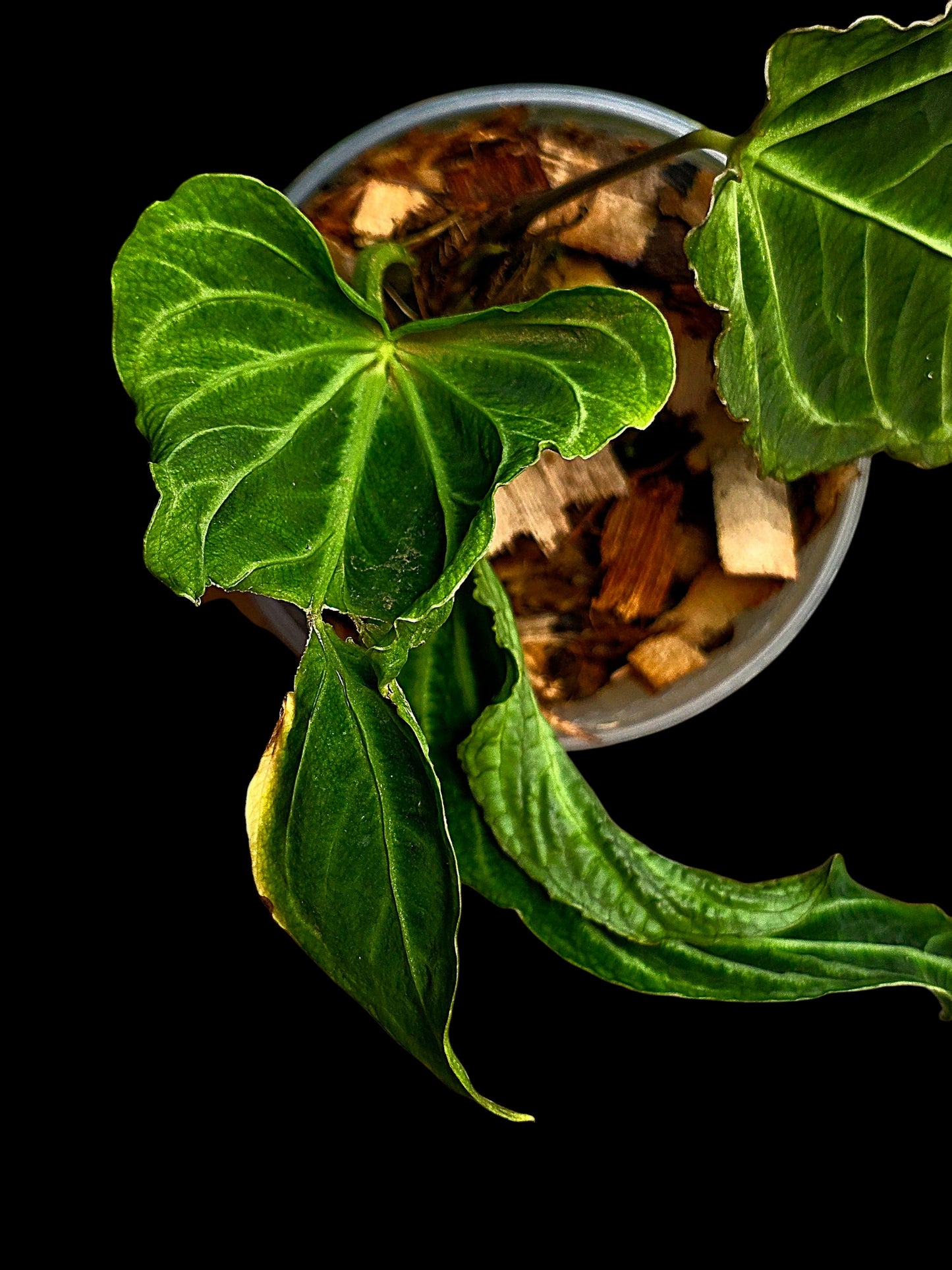 Anthurium sp. 'Andinum Lattice Crispus' Metamorphosis Phenotype (EXACT PLANT)