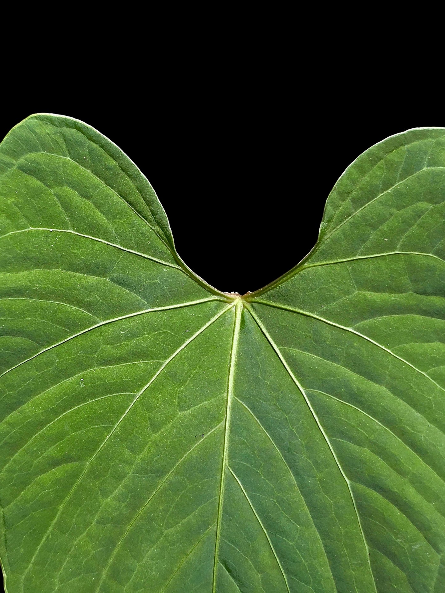 Anthurium sp. "Kunayala Glow" with 2 Leaves (EXACT PLANT)