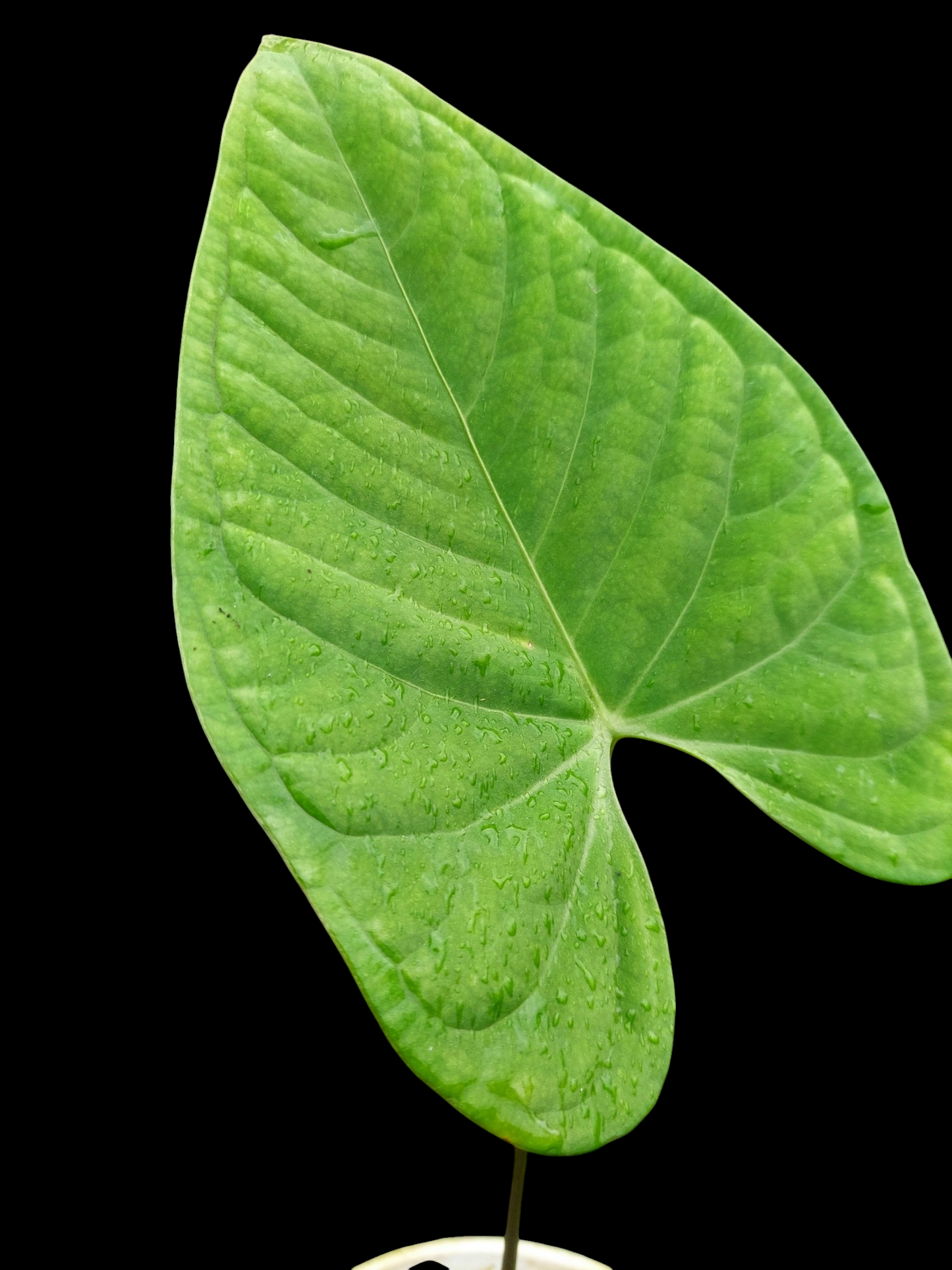 Anthurium sp. "Tarapoto Velvet" Wild Ecotype (EXACT PLANT)