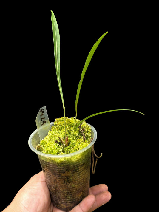 Anthurium Frederichtelii (EXACT PLANT)