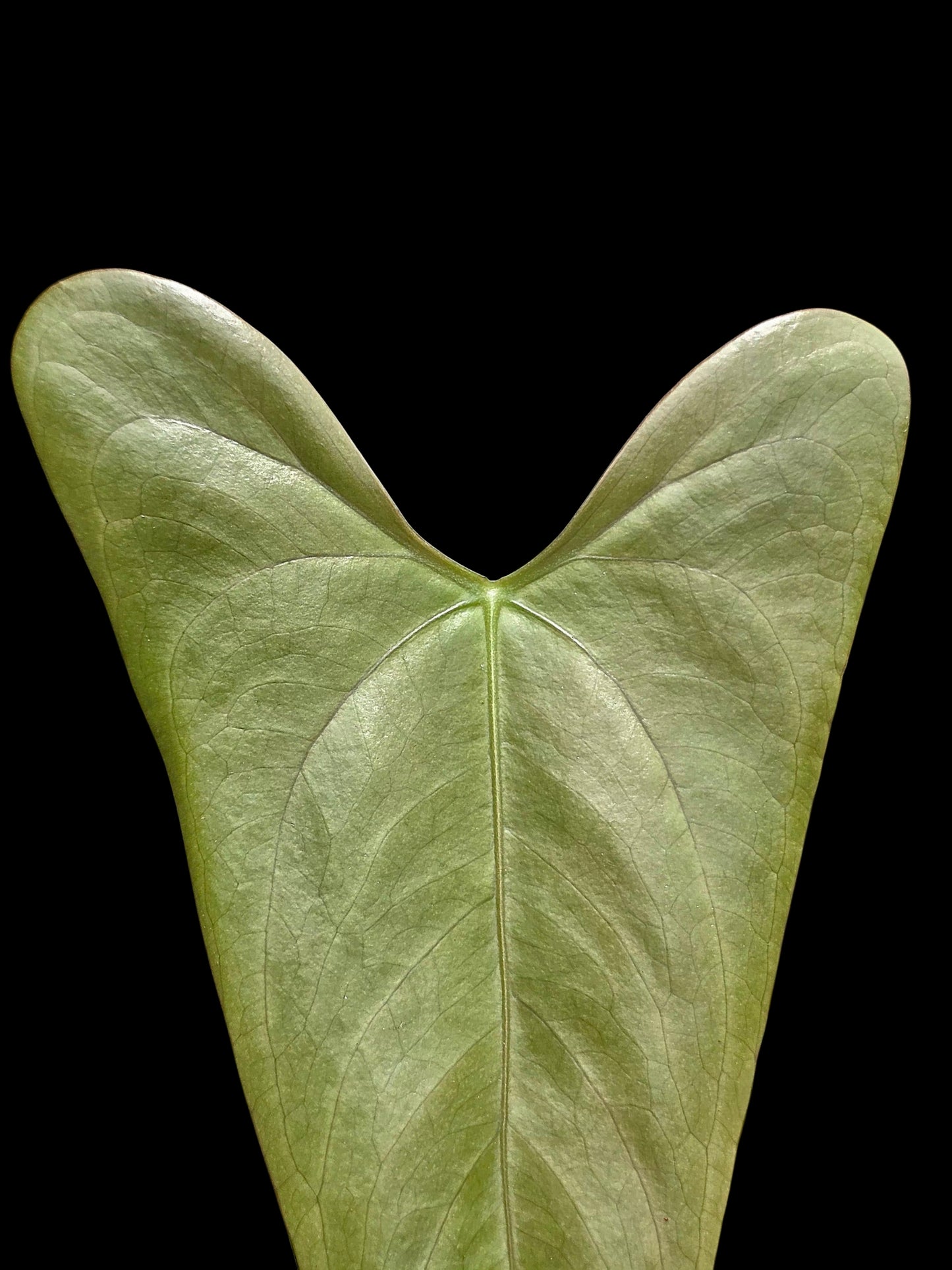Anthurium sp. 'Shapaja Silver' Wild Ecotype (EXACT PLANT)