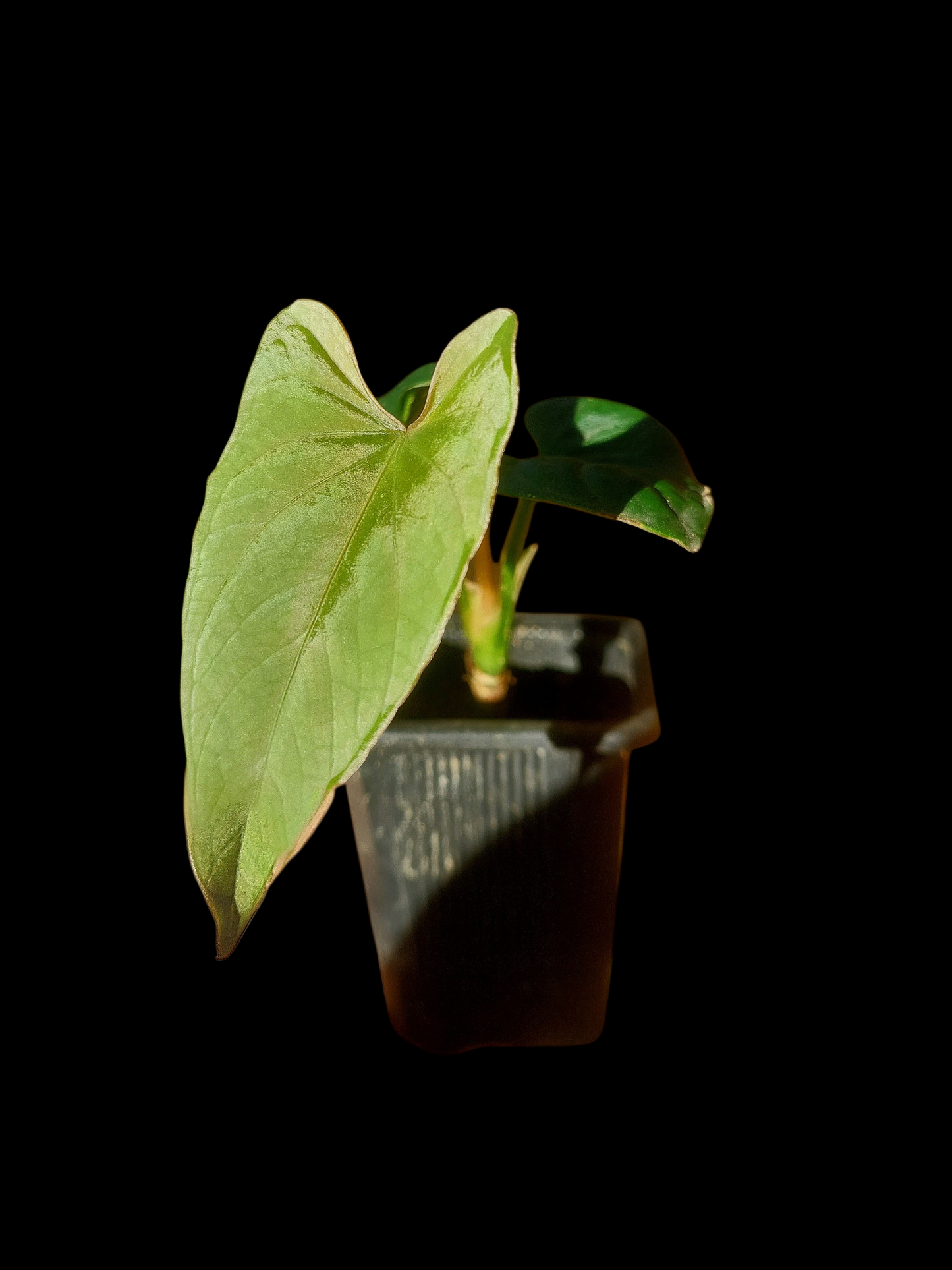 Anthurium sp. 'Huanuco Velvet' Wild Ecotype (EXACT PLANT)