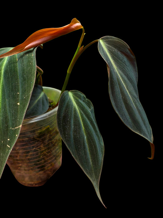 Philodendron sp. 'Peruvian Red Velvet Trilobe' (EXACT PLANT)