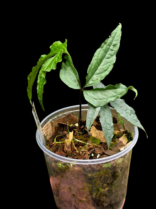 Anthurium sp. 'Abiseo Silver Fingers' (EXACT PLANT)