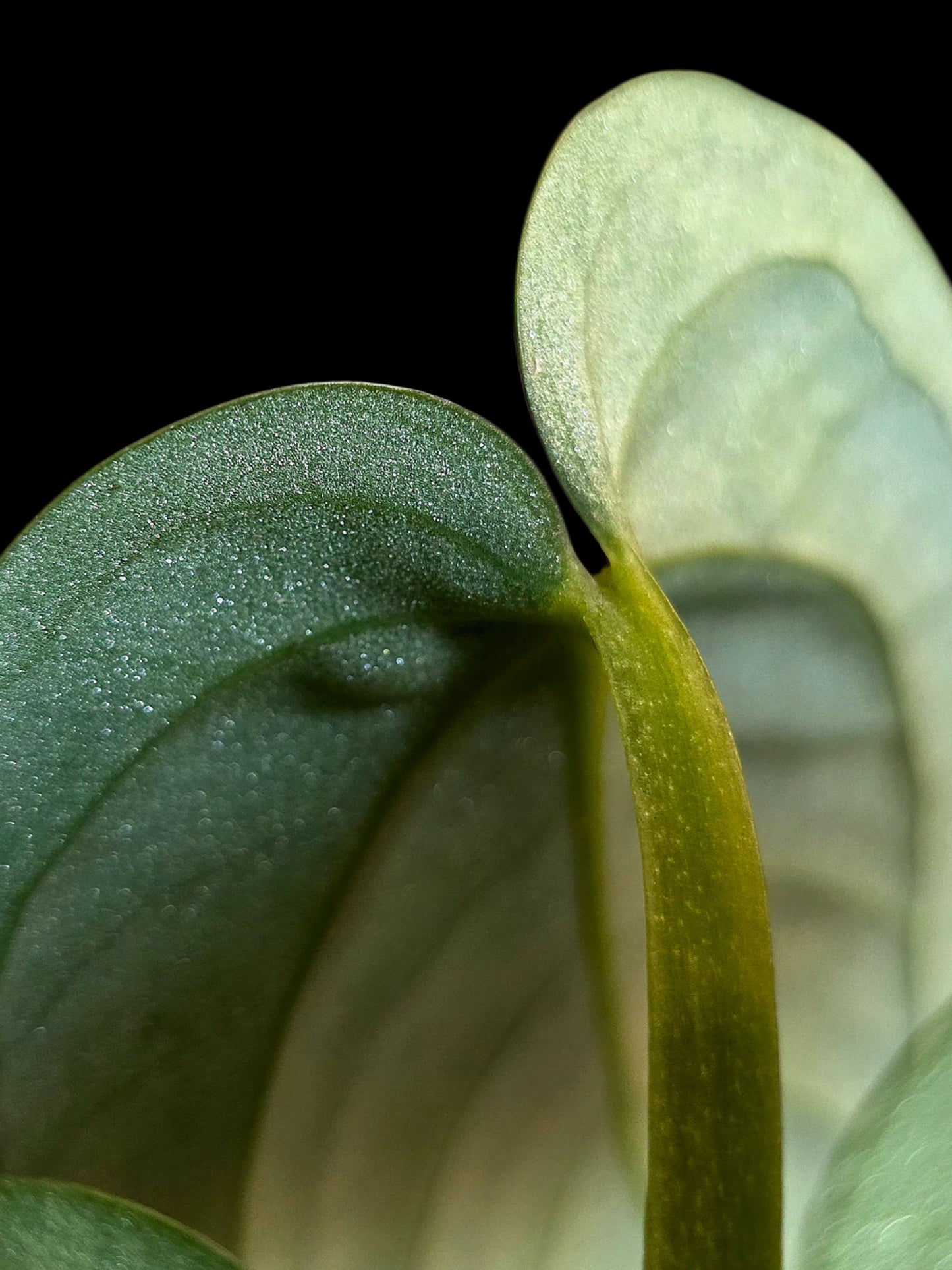 Anthurium Pulcachense Dark (EXACT PLANT)