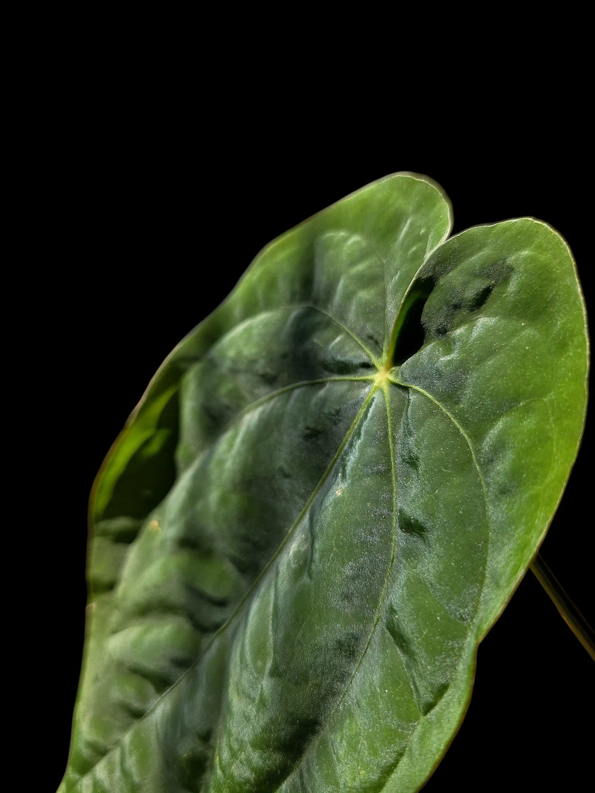 Anthurium Dressleri 'Rio Guanche' Wild Ecotype (EXACT PLANT)