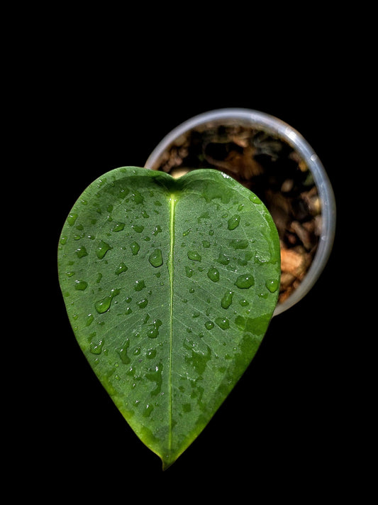 Anthurium Peltigerum 'Turtle Shell' (EXACT PLANT)