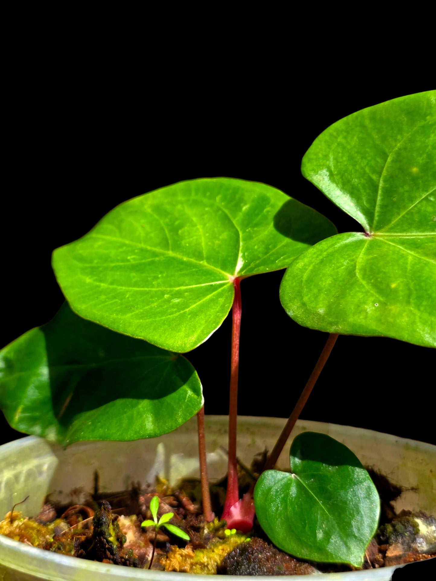 Anthurium sp. 'Amazon Red Petiole' (EXACT PLANT)